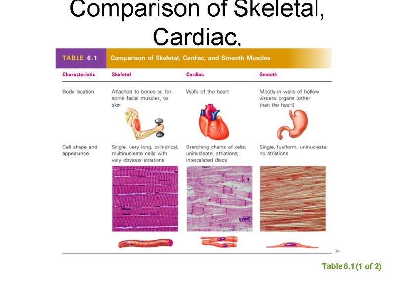 Comparison of Skeletal, Cardiac,  and Smooth Muscles Table 6.1 (1 of 2)